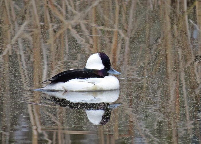 Bufflehead Greeting Card featuring the photograph Pure Nature by I'ina Van Lawick