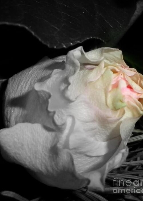 Roses Greeting Card featuring the photograph Pure Perfection by Sian Lindemann