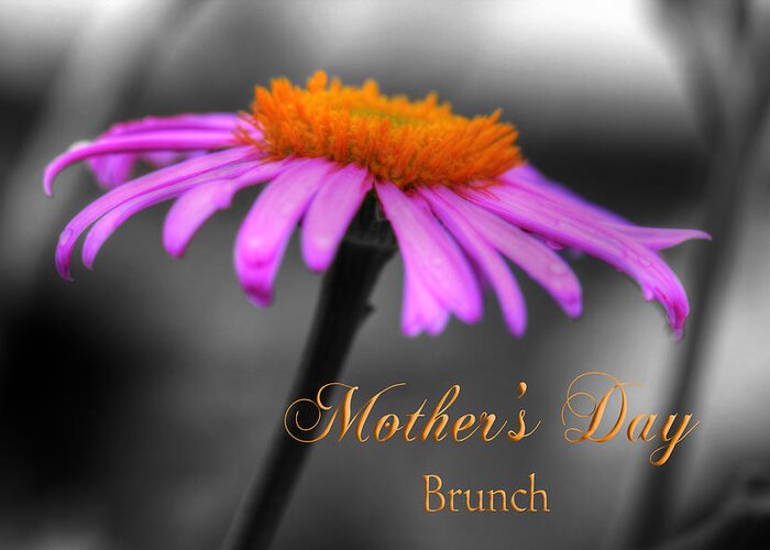 Coneflower Greeting Card featuring the photograph Purple and Orange Coneflower Mothers Day Brunch by Shelley Neff