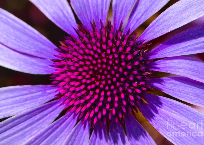 Daisy Greeting Card featuring the photograph Purple and Pink Daisy by Amy Lucid