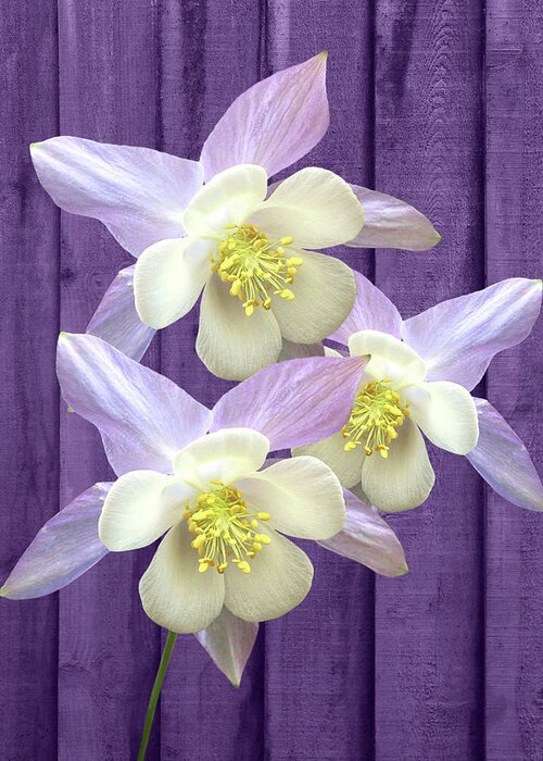 Purple Flower Greeting Card featuring the photograph Purple Aquilegia by Gill Billington