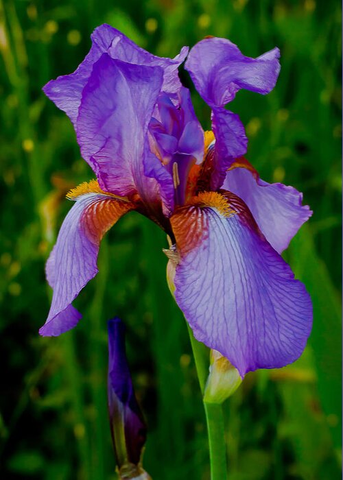Bearded Greeting Card featuring the photograph Purple Bearded Iris Portrait by Emerald Studio Photography