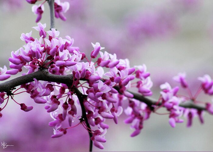 Spring Greeting Card featuring the photograph Purple Blossom by Mary Anne Delgado