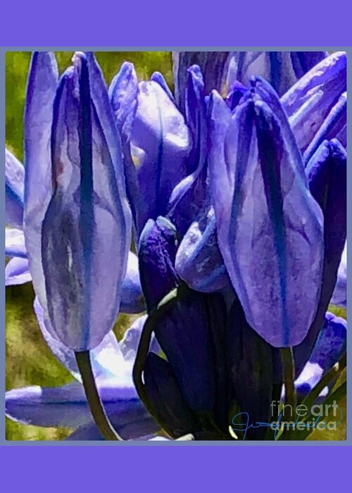 Purple Greeting Card featuring the photograph Purple Blossoms by Jennifer Lake
