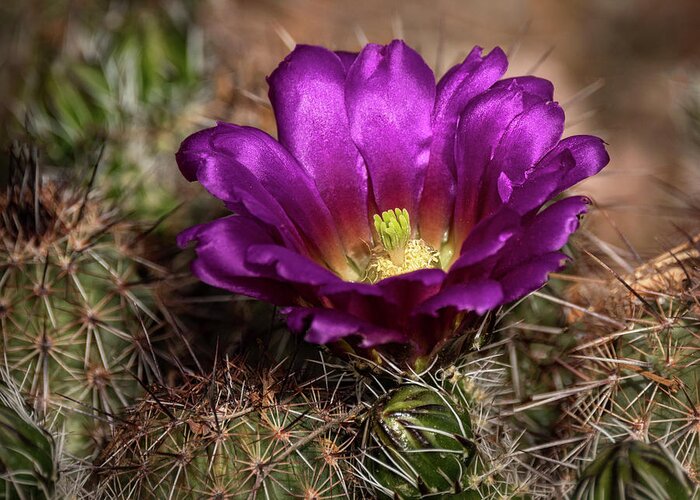 Purple Cactus Flower Greeting Card featuring the photograph Purple Cactus Flower by Saija Lehtonen