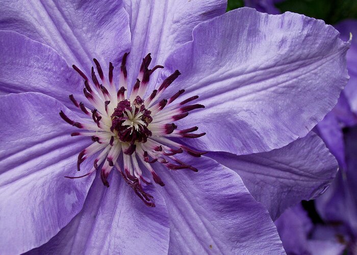 Flowers Greeting Card featuring the photograph Purple Clematis Blossom by Louis Dallara
