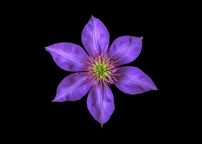 Purple Clematis Flower With Soft Look Effect Greeting Card featuring the photograph Purple Clematis Flower with Soft Look Effect by Rose Santuci-Sofranko