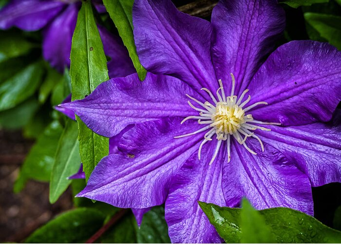 Fa 31 Greeting Card featuring the photograph Purple Clematis by Lori Coleman