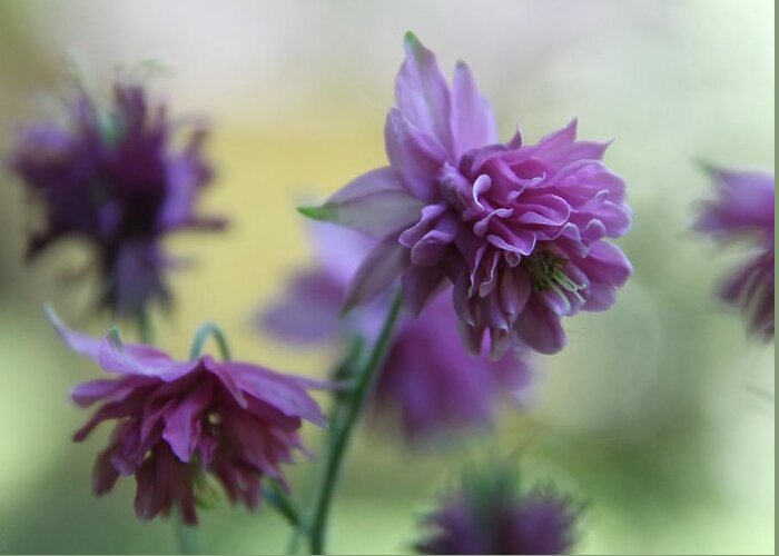 Aqualegia Greeting Card featuring the photograph Purple Columbine by Andrea Lazar