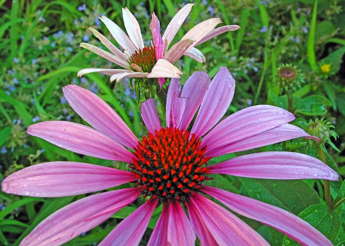 Floral Greeting Card featuring the photograph Purple Coneflowers by Barbara McDevitt