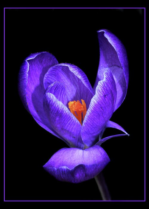 Purple Crocus Greeting Card featuring the photograph Purple Crocus by Carolyn Derstine