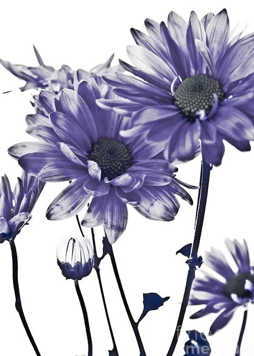 Flowers Greeting Card featuring the photograph Purple Daisies by Robin Lynne Schwind