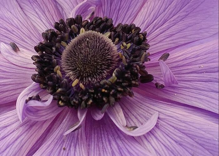 Flower Greeting Card featuring the photograph Purple Explosion by Kathy Barney