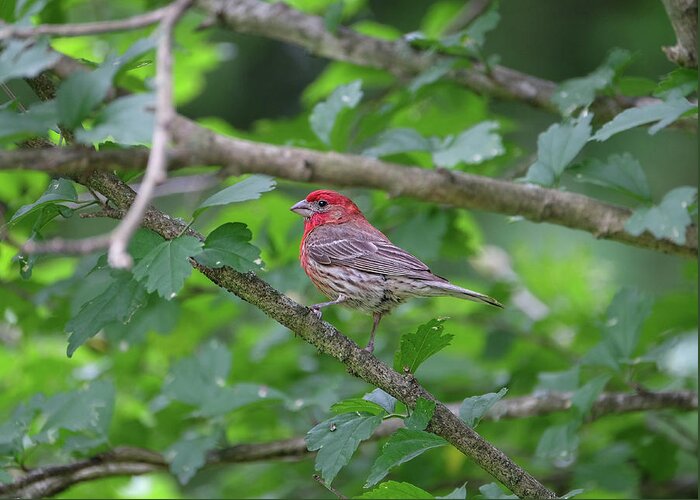 Purple Finch Greeting Card featuring the photograph Purple Finch by Ronda Ryan