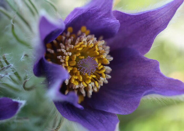Pasqueflower Greeting Card featuring the photograph Purple Fleece by Connie Handscomb