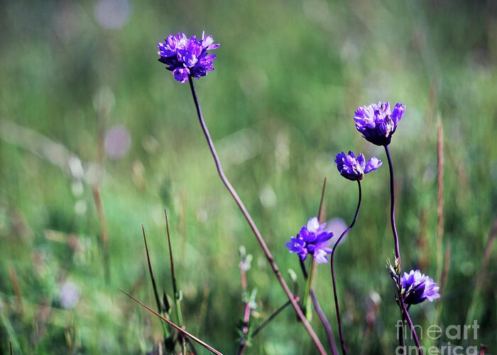 Purple Greeting Card featuring the photograph Purple flowers by Jim And Emily Bush