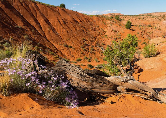 Utah Greeting Card featuring the photograph Purple Wildflowers Grand Staircase-Escalante Utah by Lawrence S Richardson Jr