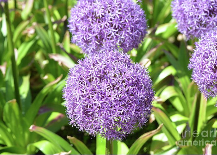Allium Greeting Card featuring the photograph Purple Flowers in a Garden by DejaVu Designs
