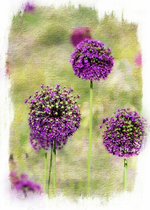 Purple Greeting Card featuring the photograph Purple Haze by Norma Warden