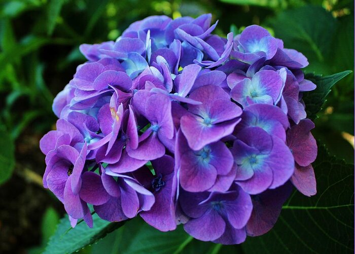 Hydrangea Greeting Card featuring the photograph Purple Hydrangea by Cynthia Guinn