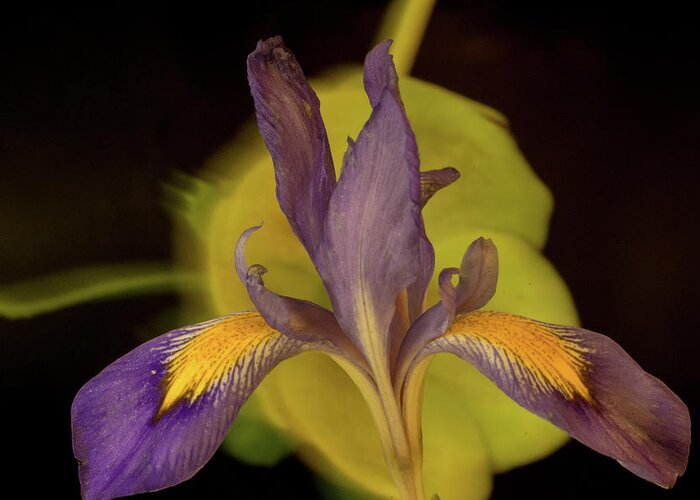 Iris Greeting Card featuring the photograph Purple Iris 2 by Douglas Barnett