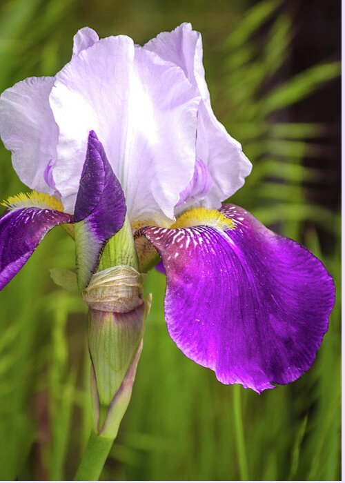 Purple Greeting Card featuring the photograph Purple Iris by Debbie Karnes