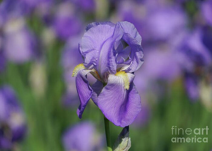 Purple Iris Fields Forever Greeting Card featuring the photograph Purple Iris Fields Forever by Rachel Cohen
