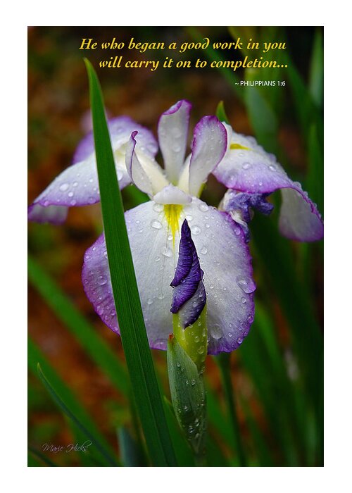 Flower Greeting Card featuring the photograph Purple Iris in Morning Dew by Marie Hicks
