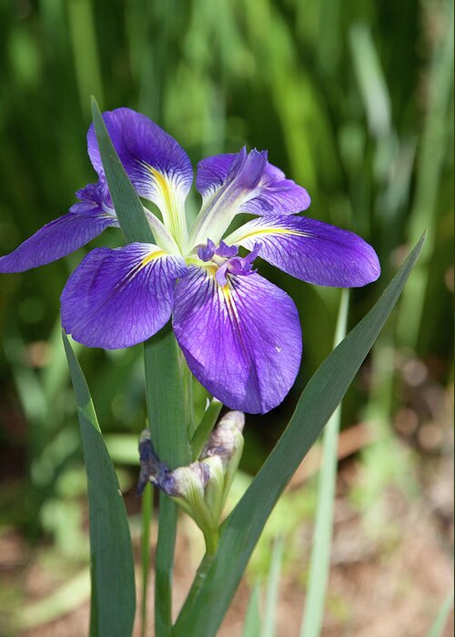 Floral Greeting Card featuring the photograph Purple Iris by James Woody