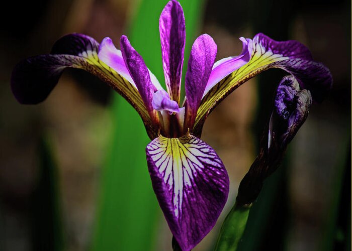 Floral Greeting Card featuring the photograph Purple Iris by Tikvah's Hope