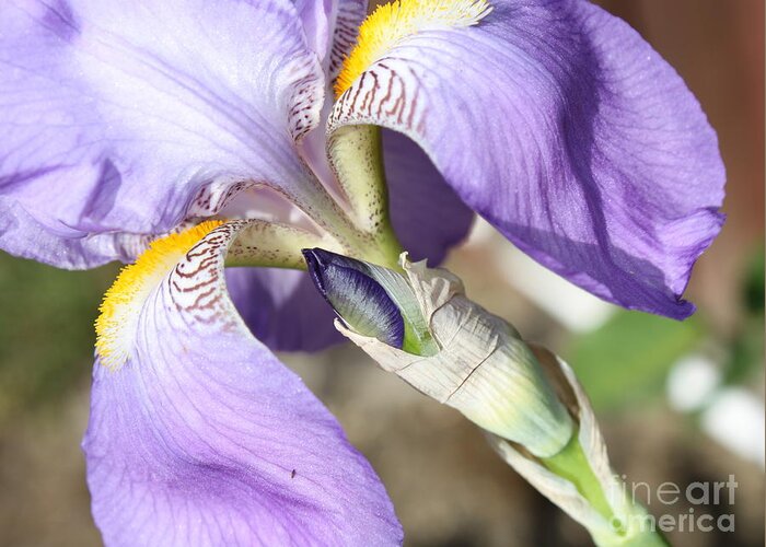 Iris Greeting Card featuring the photograph Purple Iris with Focus on Bud by Carol Groenen