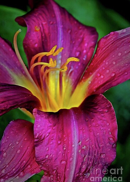 Purple Greeting Card featuring the photograph Purple Lily with Raindrops by Patricia Strand