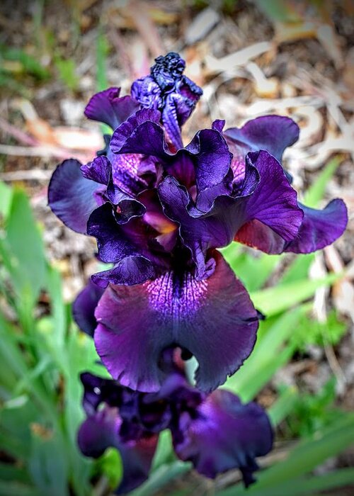Purple Iris Greeting Card featuring the photograph Purple Maze by Michael Brungardt