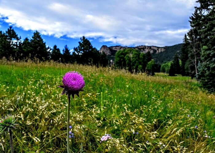 Purple Flower Greeting Card featuring the photograph Purple Mountain Attention by Michael Brungardt