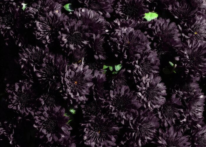 Hovind Greeting Card featuring the photograph Purple Mums by Scott Hovind