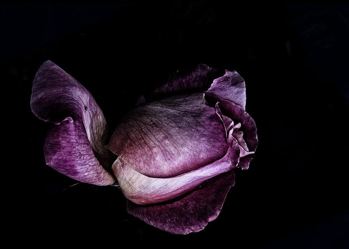 Rose Greeting Card featuring the photograph Purple mystic by Camille Lopez