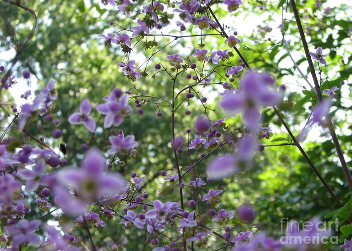 Purple Passion Greeting Card featuring the photograph Purple Passion by Michael Krek