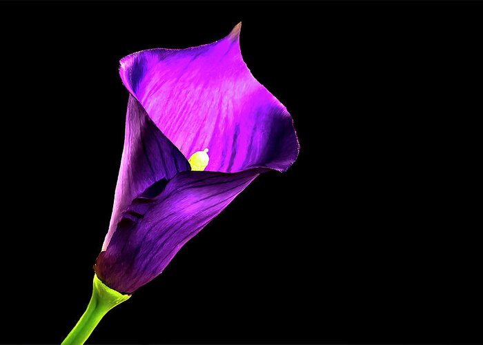 Purple Flower Greeting Card featuring the photograph Purple Pitcher by Mike Stephens