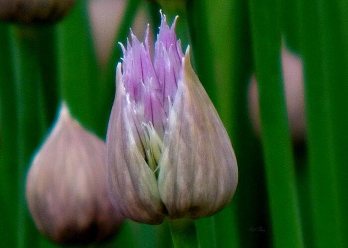 Spring Greeting Card featuring the photograph Purple Pretty by Wild Thing