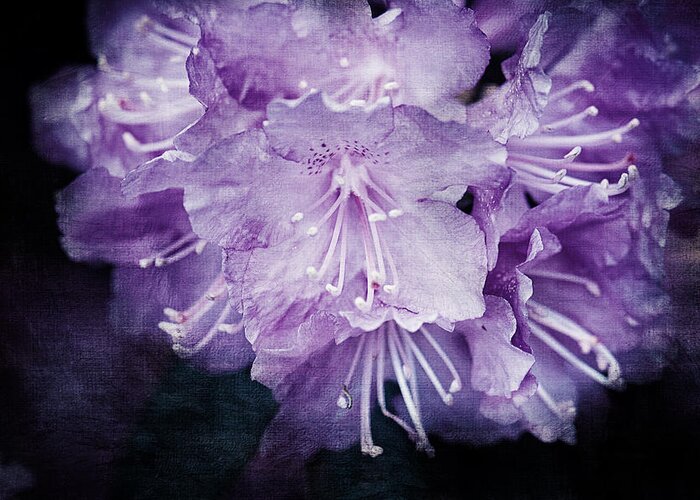 Purple Rhododendron Greeting Card featuring the photograph Purple Rhododendron Print by Gwen Gibson