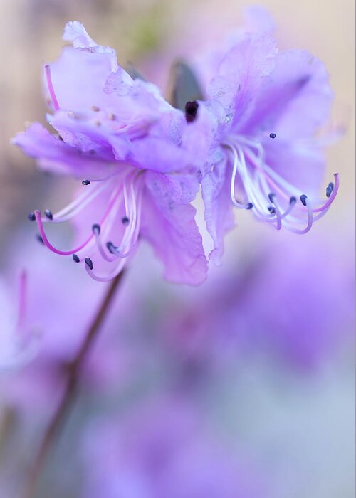 Jenny Rainbow Fine Art Photography Greeting Card featuring the photograph Purple Rhododendron. Spring Watercolors by Jenny Rainbow