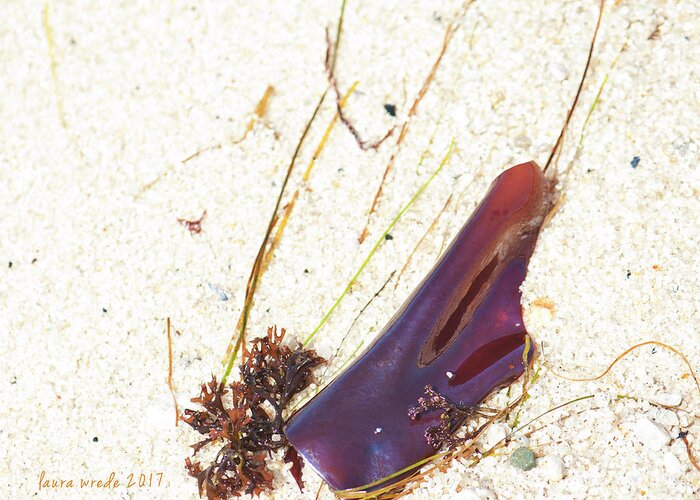 Purple Seaweed In Pacific Grove California Greeting Card featuring the photograph Purple Seaweed in Pacific Grove California by Artist and Photographer Laura Wrede