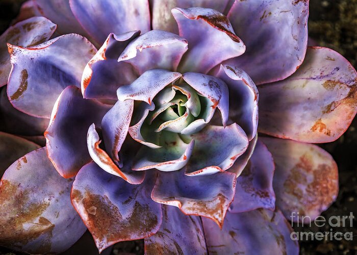 Landscape Greeting Card featuring the photograph Purple Succulent by Craig J Satterlee