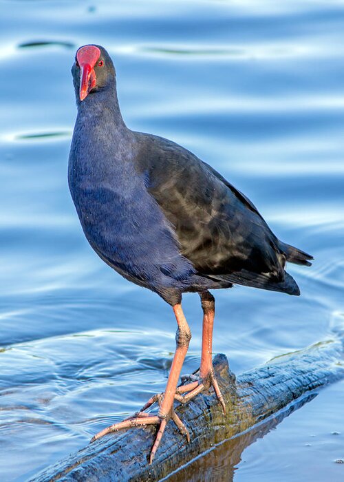 Purple Greeting Card featuring the photograph Purple Swamphen by Nicholas Blackwell