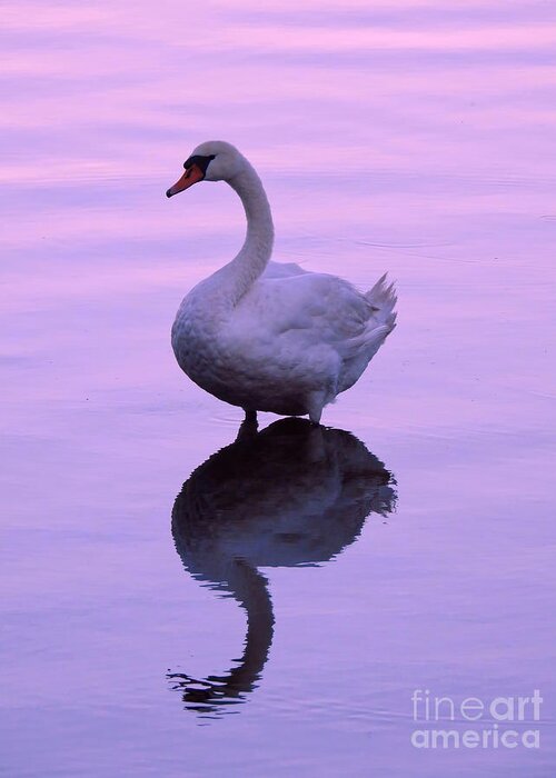 Swan Greeting Card featuring the photograph Purple Swan Reflection by Beth Myer Photography