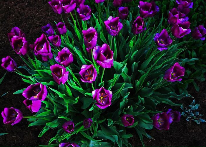 Flowers Greeting Card featuring the photograph Purple tulips by Bill Jonscher