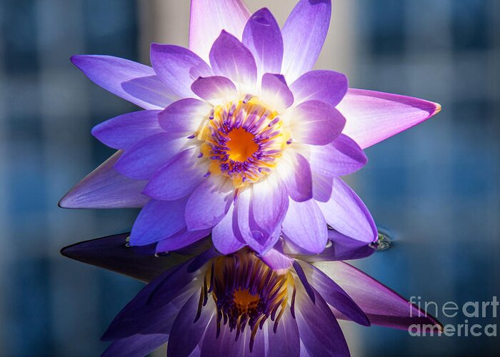 Lily Greeting Card featuring the photograph Purple Water Lily by Jennifer Ludlum