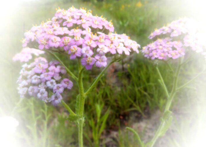 Nature Greeting Card featuring the photograph Purple Yarrow by Scott Kingery
