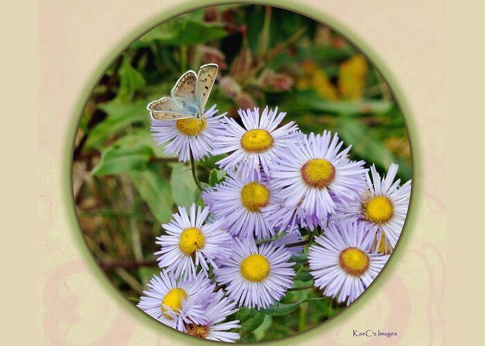 Butterfly Greeting Card featuring the digital art Purplish Copper on Wild Asters by Kae Cheatham