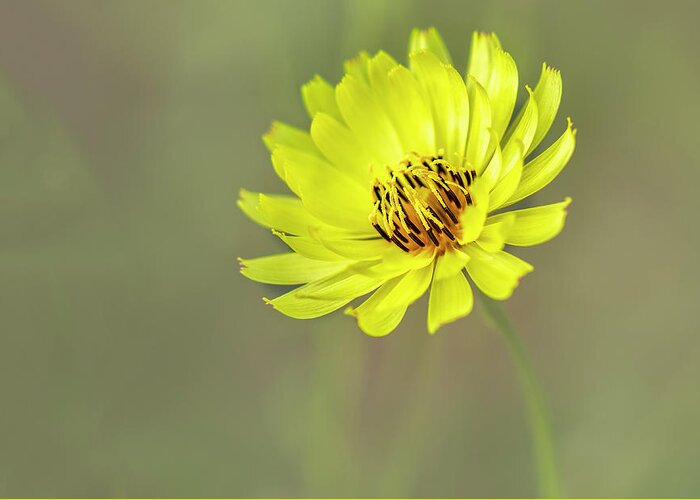 Asteraceae Greeting Card featuring the photograph Putting my best face forward. by Usha Peddamatham